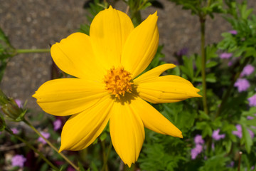 Cosmos growing in a garden in Mareeba, Tropical North Queensland, Australia