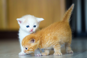 Cute little kittens