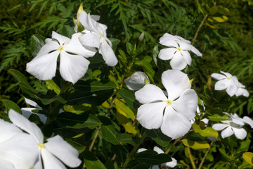 White Impatiens growing in a garden in Mareeba, Tropical North Queensland, Australia