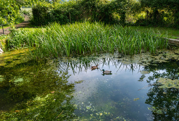 Old duck Pond