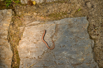 Anguis fragilis in Bélapátfalva Hungary