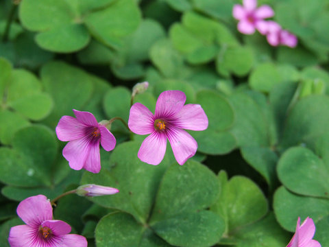 Oxalis Articulata pink sorrel clover flowers and green leaves which represent luck