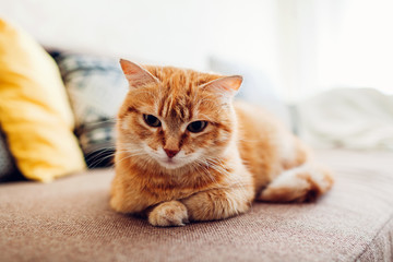 Ginger cat lying on couch in living room
