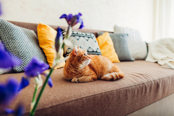 Ginger cat lying on couch in living room by purple flowers