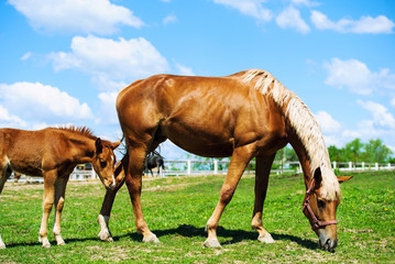 Mare and foal on a pasture together