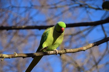 Green rose-ringed parakeet on tree branch