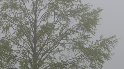 trees in fog