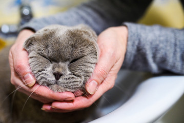 human hands holding cute cat's head © The Len
