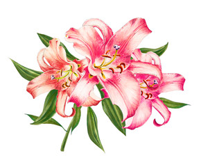 Beautiful pink lily. Bouquet of flowers. Floral print. Marker drawing. Watercolor painting. Wedding and birthday festive composition. Greeting card. Flower painted background. Hand drawn illustration.