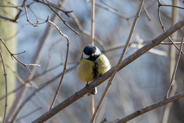 A great tit or Parus major sitting on a twig