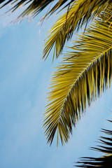 Palm leaves with sky