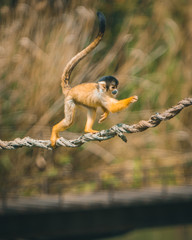 Squirrel Monkey fast - 269375269