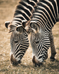 Zebras eating - 269375275