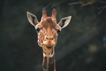 Giraffe Head - 269375296