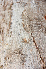 texture of the surface of an old tree with cracks, stains and patterns