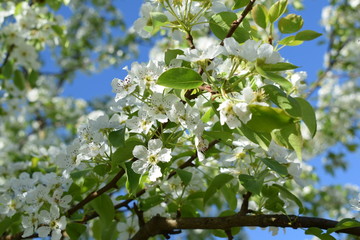 white flowers against the blue sky, flowering Apple bushes