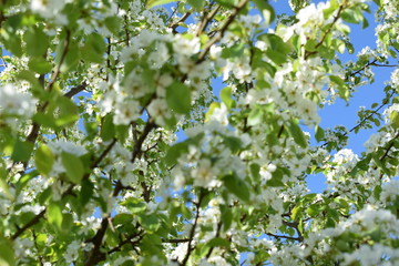 white flowers against the blue sky, flowering Apple bushes