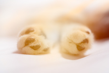 Close up cat paws on white sheet background,selective focus with sun light
