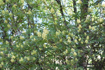 white flowers against the blue sky, flowering bushes