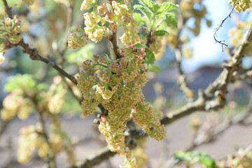 white flowers against the blue sky, flowering bushes