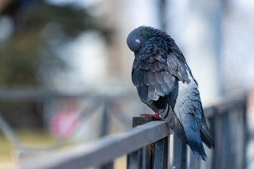 Fototapeta premium Pigeon Dove in the city streets Urban Birds Flying Sitting Wildlife Feathers Wings