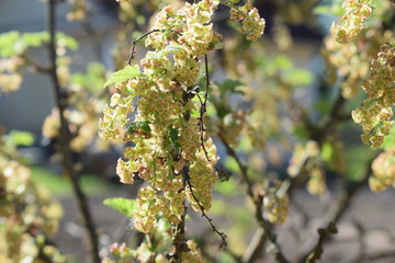 white flowers against the blue sky, flowering bushes
