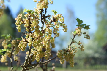 white flowers against the blue sky, flowering bushes
