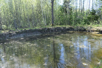 Obraz premium lake in the forest