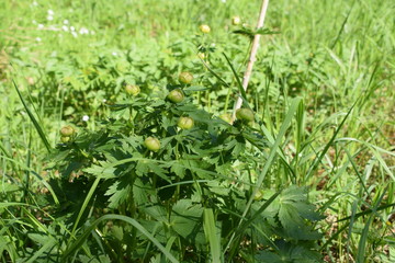 young plants in the garden