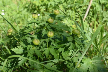 green tomatoes growing in the garden