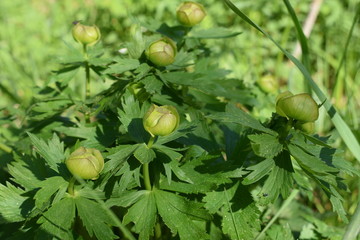 Obraz premium gooseberries on a branch
