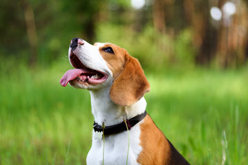 Portrait of happy young beagle dog outdoors against green nature background - Powered by Adobe