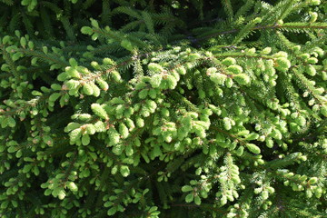 young fir branches