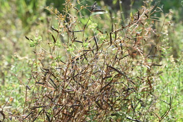 Narrow-leavbed vetch (Vicia sativa) fruits and seeds