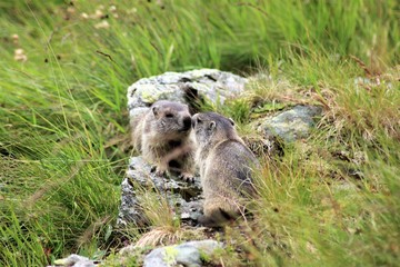 Naklejka na ściany i meble marmots