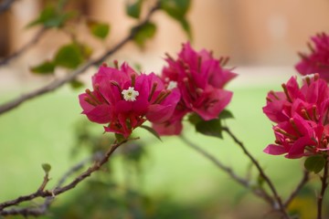 Flower Wallpaper, Colourful, Fresh 