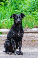 Lonely dirty black dog after rain.