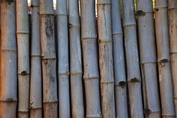 Dry bamboo stick wall