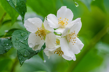 Obraz premium Close up of jasmine flowers in a garden after rain.