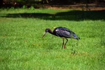 African black and white stork walking on green grass