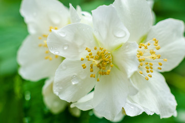 Obraz na płótnie Canvas Close up of jasmine flowers in a garden after rain.