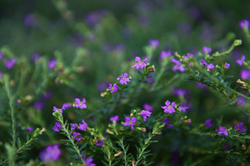 Obraz premium Beautiful flowers with purplish blue holes and flower pistils