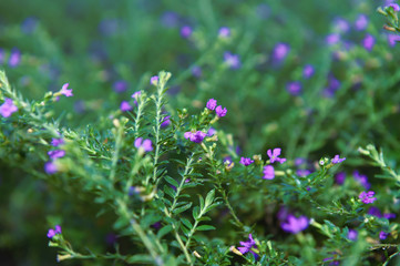 Beautiful flowers with purplish blue holes and flower pistils