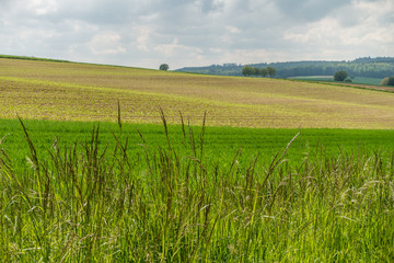 Getreideanbau im Frühjahr