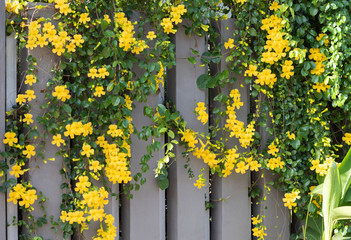 Beautiful yellow flowers with green leaves  on  cement fence  background,Cat's Claw, Catclaw Vine, Cat's Claw Creeper plants