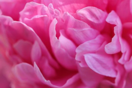 Pink peony blooms © aviavlad