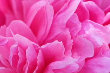 Pink peony blooms