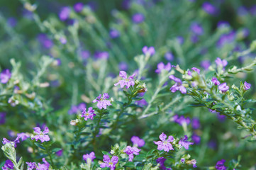 Beautiful flowers with purplish blue holes and flower pistils
