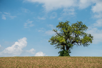 Baum im Feld