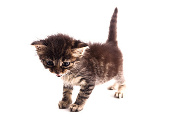Fototapeta na wymiar Gray striped kitten with blue eyes. Isolated white